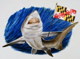 Megalodon could become Maryland’s official state shark