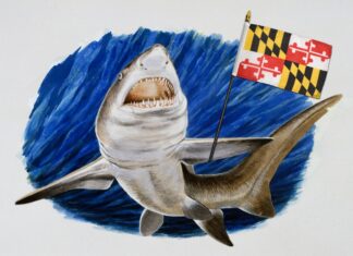 Megalodon could become Maryland’s official state shark Megalodon could become Maryland’s official state shark