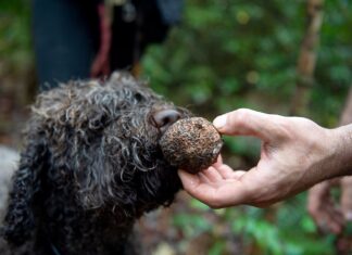 The truffle-hunting dogs sniffing out new species in the name of science The truffle-hunting dogs sniffing out new species in the name of science
