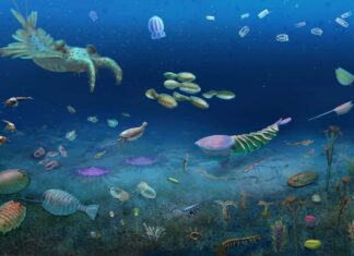 Huge fossil bonanza preserves 512-million-year-old ecosystem Huge fossil bonanza preserves 512-million-year-old ecosystem
