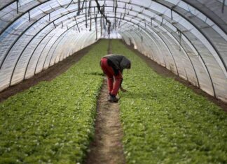 Mau tempo: Prejuízos entre 5 e 10 milhões de euros em estufas e culturas agrícolas no Oeste Mau tempo: Prejuízos entre 5 e 10 milhões de euros em estufas e culturas agrícolas no Oeste