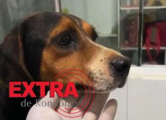 VÍDEO: cachorra resgatada de maus-tratos recebe atendimento veterinário e é diagnosticada com câncer em Vilhena VÍDEO: cachorra resgatada de maus-tratos recebe atendimento veterinário e é diagnosticada com câncer em Vilhena