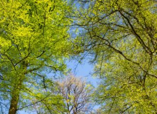 Biennial Pavilion nytt programspår på Wanås Biennial Pavilion nytt programspår på Wanås