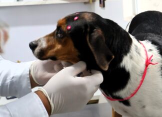 Cadela vítima de maus-tratos regatada pela polícia é diagnosticada com câncer e inicia tratamento especializado custeado pelo município Cadela vítima de maus-tratos regatada pela polícia é diagnosticada com câncer e inicia tratamento especializado custeado pelo município