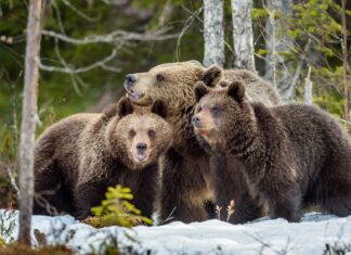 Facial recognition AI trained to work on bears Facial recognition AI trained to work on bears