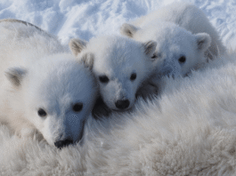 Svalbard polar bears are doing surprisingly well (for now)