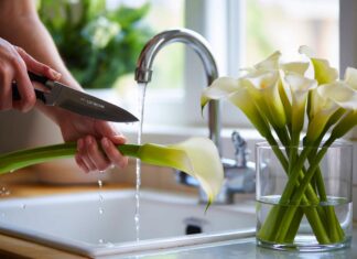 Con menos agua duran más» : el truco que tus calas piden y que Clara Sanz explica en 2026 Con menos agua duran más» : el truco que tus calas piden y que Clara Sanz explica en 2026