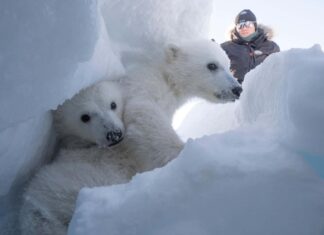 Polar bears are getting fatter in the fastest-warming place on Earth Polar bears are getting fatter in the fastest-warming place on Earth