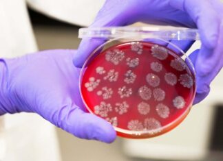 Faecal transplants could boost the effectiveness of cancer treatments Faecal transplants could boost the effectiveness of cancer treatments