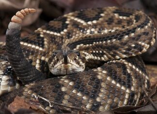 Família será indenizada por falha em atendimento por picada de cobra Família será indenizada por falha em atendimento por picada de cobra