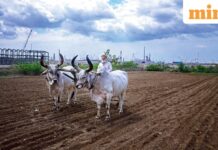 Mint Explainer | Why India wants farmers to shift crops—without touching MSP or procurement Mint Explainer | Why India wants farmers to shift crops—without touching MSP or procurement