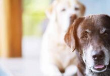 Demența canină afectează mii de câini bătrâni și modifică radical comportamentul lor Demența canină afectează mii de câini bătrâni și modifică radical comportamentul lor