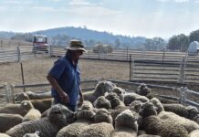 Farmers estimate $20m in livestock killed in Victorian fires Farmers estimate $20m in livestock killed in Victorian fires