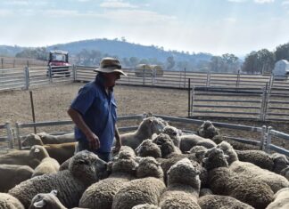 Farmers estimate $20m in livestock killed in Victorian fires Farmers estimate $20m in livestock killed in Victorian fires