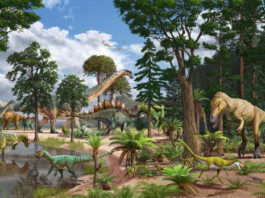 In Morrison Formation, Very Young Sauropod Dinosaurs Fueled Food Chain