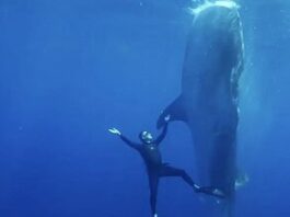 Guy Harvey Documentary To Be Screened At Fort Lauderdale International Film Festival