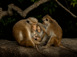 11 stunning finalists for the Youth Photographer of the Year prize