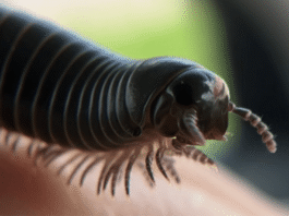 These rare, giant millipedes only exist in Florida