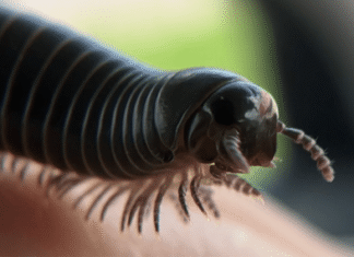 These rare, giant millipedes only exist in Florida These rare, giant millipedes only exist in Florida