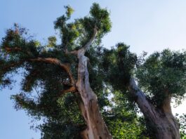 Americans planted entire forests of exploding Australian trees