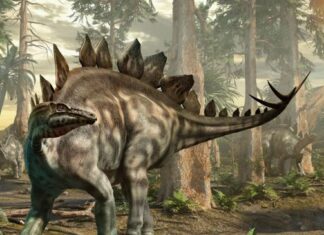 Fosilele celui mai mare stegozaur din lume au zăcut neidentificate într-un muzeu timp de 76 de ani Fosilele celui mai mare stegozaur din lume au zăcut neidentificate într-un muzeu timp de 76 de ani