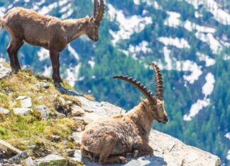 De ce încercarea de a supraviețui căldurii pune în pericol ibexul alpin? De ce încercarea de a supraviețui căldurii pune în pericol ibexul alpin?