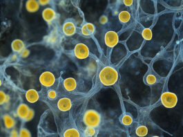 [Перевод] Как выглядел бы мир гигантских серных бактерий? Моё интервью изданию GazeteBilim