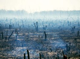 Read an extract from Juice by Tim Winton