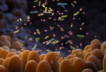 Scientists discover how to turn gut bacteria into anti-aging factories Scientists discover how to turn gut bacteria into anti-aging factories