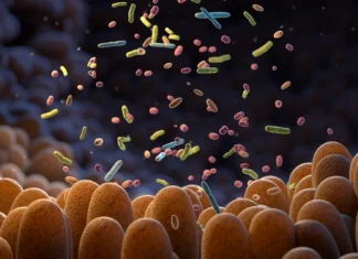 Scientists discover how to turn gut bacteria into anti-aging factories Scientists discover how to turn gut bacteria into anti-aging factories