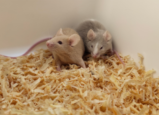 Sex Changes the Brains of Male Mice Sex Changes the Brains of Male Mice