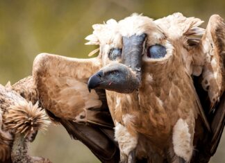 MINISTER ACTS: Fast-track solar plan crumbles as risks to endangered vultures come to light MINISTER ACTS: Fast-track solar plan crumbles as risks to endangered vultures come to light