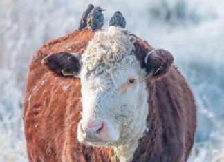 Eropuit in de natuur? Dit is er in februari te doen in Groningen Eropuit in de natuur? Dit is er in februari te doen in Groningen