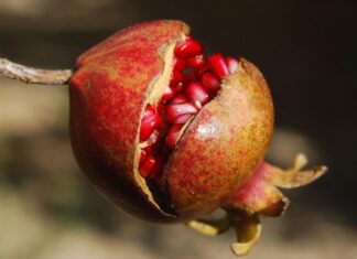 Casca de Romã ajuda a combater feridas de pele, diz estudo da Unicamp Casca de Romã ajuda a combater feridas de pele, diz estudo da Unicamp