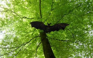 Waspada Virus Nipah, Buang Buah yang Ada Tanda Gigitan Kelelawar Waspada Virus Nipah, Buang Buah yang Ada Tanda Gigitan Kelelawar