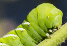 Caterpillars use tiny hairs to hear Caterpillars use tiny hairs to hear