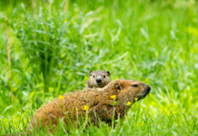 Groundhogs don’t poop during hibernation and 6 other random facts Groundhogs don’t poop during hibernation and 6 other random facts