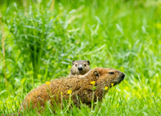 Groundhogs don’t poop during hibernation and 6 other random facts Groundhogs don’t poop during hibernation and 6 other random facts