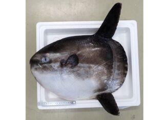 マンボウとヤリマンボウから新種の寄生虫4種を発見 東邦大などが日本近海で調査 マンボウとヤリマンボウから新種の寄生虫4種を発見 東邦大などが日本近海で調査