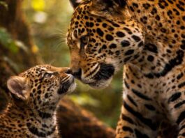 Captan por primera vez a una jaguar maullando a su cría como un gato doméstico en la selva de Brasil: la grabación revela un tipo de comunicación desconocido hasta ahora