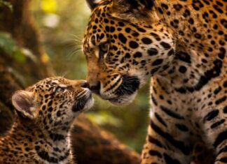 Captan por primera vez a una jaguar maullando a su cría como un gato doméstico en la selva de Brasil: la grabación revela un tipo de comunicación desconocido hasta ahora Captan por primera vez a una jaguar maullando a su cría como un gato doméstico en la selva de Brasil: la grabación revela un tipo de comunicación desconocido hasta ahora
