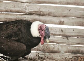 Tabymara, un hito en la conservación venezolana Tabymara, un hito en la conservación venezolana