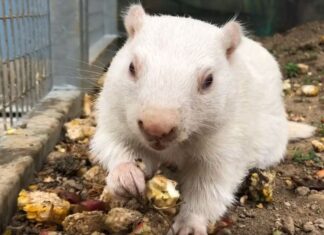 Early spring or 6 more weeks of winter? Groundhogs (and a lobster) set for predictions Early spring or 6 more weeks of winter? Groundhogs (and a lobster) set for predictions