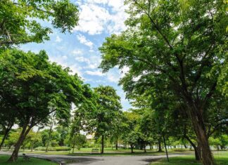 Malattie cardiache, il rischio diminuisce se si vive nel verde, ma se ci sono gli alberi (i prati non bastano) Malattie cardiache, il rischio diminuisce se si vive nel verde, ma se ci sono gli alberi (i prati non bastano)