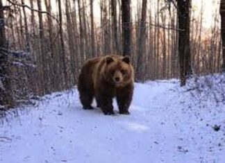 Astăzi este „Ziua ursului”. De ce românii îl consideră „animalul oracol” și ce tradiții se respectă în zonele rurale Astăzi este „Ziua ursului”. De ce românii îl consideră „animalul oracol” și ce tradiții se respectă în zonele rurale