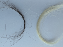 Preserved hair reveals just how bad lead exposure was in the 20th century