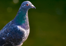 550 pigeons rescued in North Carolina 550 pigeons rescued in North Carolina