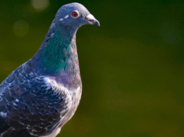 550 pigeons rescued in North Carolina