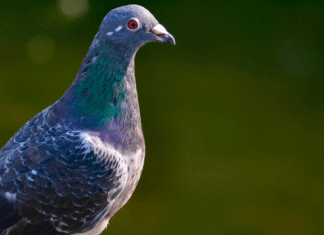 550 pigeons rescued in North Carolina 550 pigeons rescued in North Carolina
