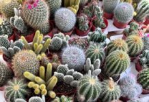 The City Gardener: Prickly but pleasing cacti The City Gardener: Prickly but pleasing cacti